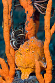 Large painted frogfish