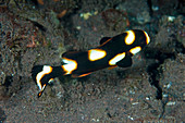 Juvenile oriental sweetlips fish