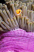 Twoband anemonefish