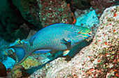 Queen parrotfish