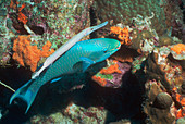 Trumpetfish with a queen parrotfish