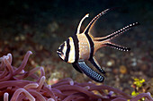 Banggai cardinalfish