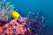 Longnose butterflyfish