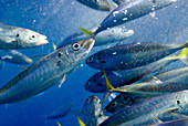 Scad mackerel fish