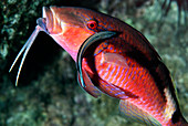 Longbarbel goatfish