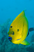 Threespot angelfish