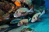 Many-spotted sweetlips