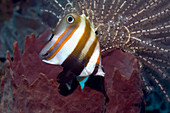 Two-eyed coralfish