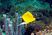 Long-nosed butterflyfish