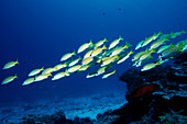 Blue-lined snappers