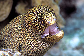 Goldentail moray eel