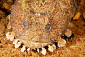 Leopard toadfish