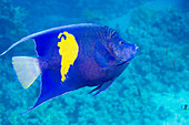 Yellowbar angelfish