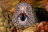 Spotted moray eel