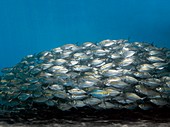 School of fish