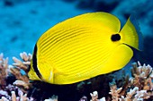 Yellow butterflyfish
