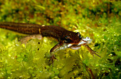 Palmate newt eating