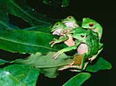 Mating green tree frogs