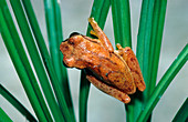 Tree frog,Hyla