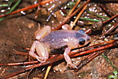 Albino Colostethus frog