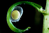The newly-laid egg of the newt,glued to a leaf