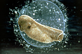 Young tadpole embryo inside its transparent egg