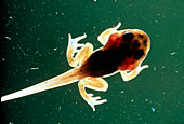 Frog tadpole,showing the developing legs