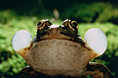 European edible frog,Rana esculenta,croaking