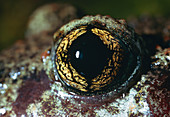 Close-up of the eye of a midwife toad