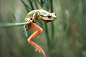 European tree frog