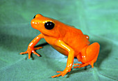 Gold frog,Mantella aurantiaca,from Madagascar