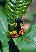 Tree frog,Mantella madagascariensis