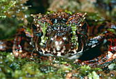 Madagascan frog which mimics moss-covered ground