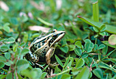 Unidentified Madagascan frog