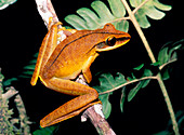 Hyla lanciformis,Amazonian tree frog