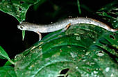Ecuadorian salamander