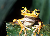 Imbabura tree frog