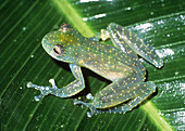 Glass frog