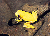 Frog (Hyla carnifex)
