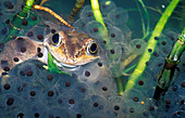 Male frog and spawn
