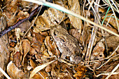 Common toad