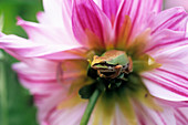 Pacific treefrog on a dahlia flower