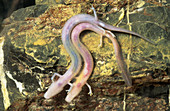 Cave salamanders