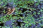 Frog laying frog spawn