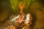 Mating common frogs