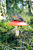 Toad on red toadstool