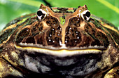 Argentinian horned frog