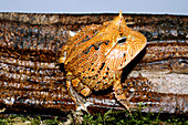 Amazonian horned frog