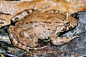 Leptodactylid frog