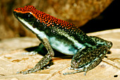 Ruby poison frog